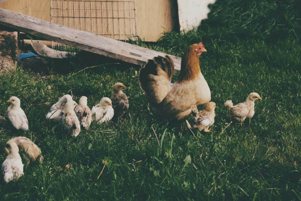 What Does Free Range Really Mean? - Greener Choices