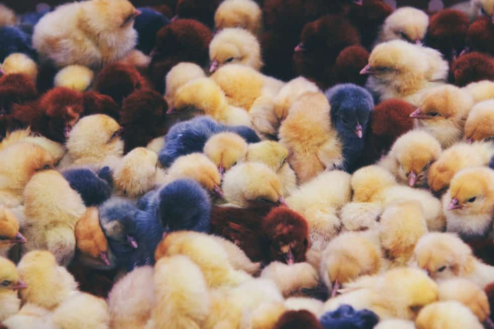Antibiotic use in organic chicken hatcheries Greener Choices